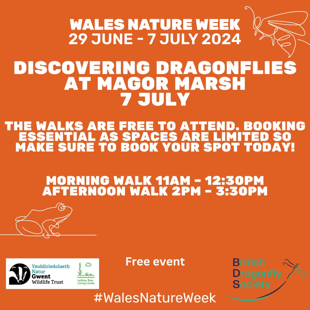 Discovering Dragonflies at Magor Marsh